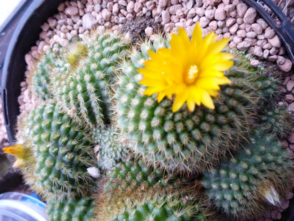 Parodia saint-pieana